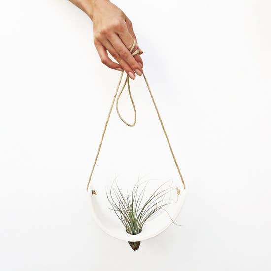 Air Plant Cradle "White" Large - With Plant picture