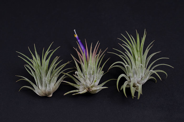 Ionantha Rubra - 3 Pack picture