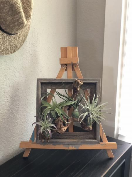 Framed Air Plant Garden picture