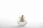 Dried Red Bud Terrarium - Small - With Plant/White Rocks