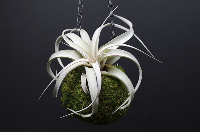 Kokedama Planter - With Plant picture