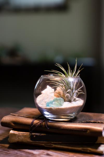 Sea Glass Terrarium Kit - Small picture