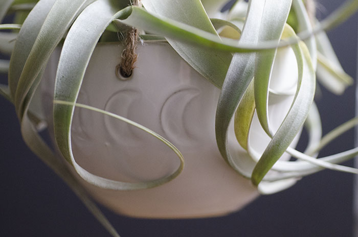 Hanging Moonphase Planter - With Plant picture