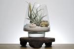 Seaside Terrarium Kit