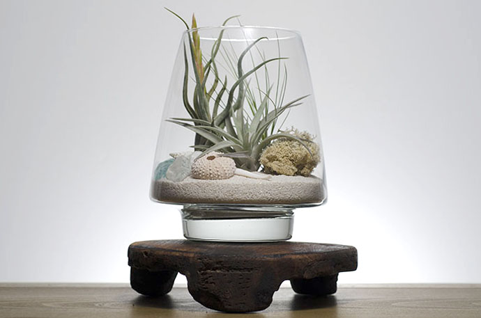 Seaside Terrarium Kit picture