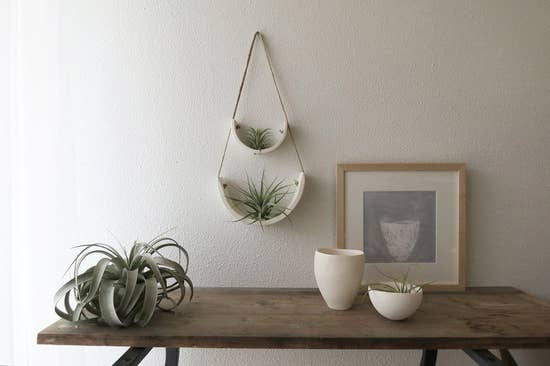 Air Plant Cradle "White" - Small - With Plant picture