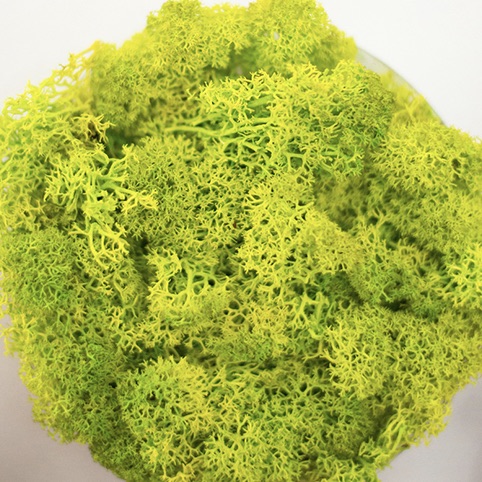 Preserved Reindeer Moss - Chartreuse