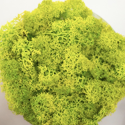 Preserved Reindeer Moss - Chartreuse picture