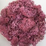 Preserved Reindeer Moss - Sangria