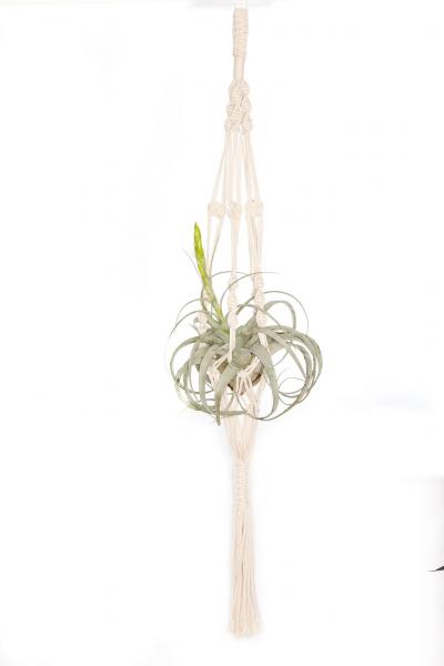 Macrame Plant Hanger - Single Plant Hanger picture