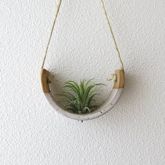 Air Plant Cradle "Buff" Small - With Plant picture