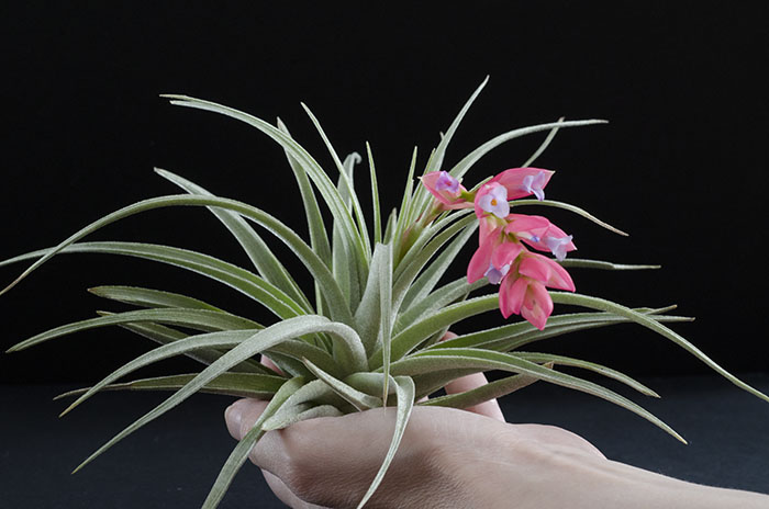 3 Blooming Stricta Air Plants picture