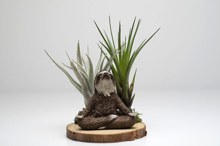 Meditating Sloth Arrangement