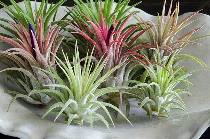 Ionantha Rubra - 3 Pack picture