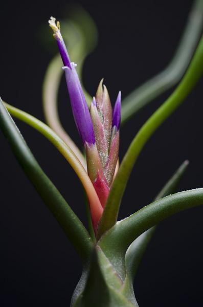 Air Plant 3 Pack - Wild Variety picture