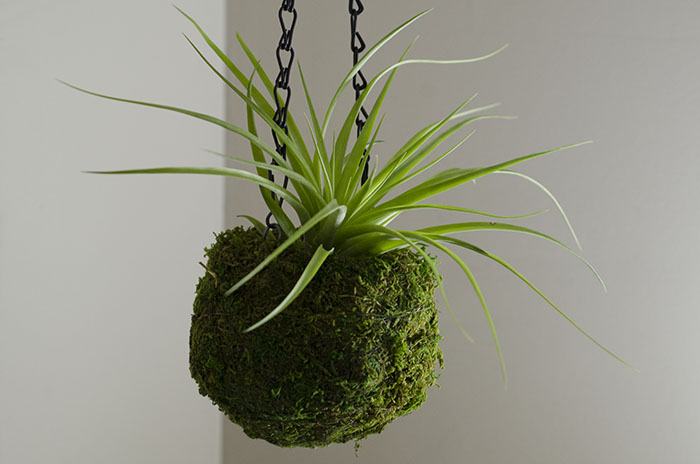 Kokedama Planter - With Plant picture