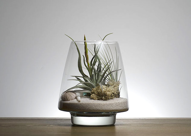 Seaside Terrarium Kit picture