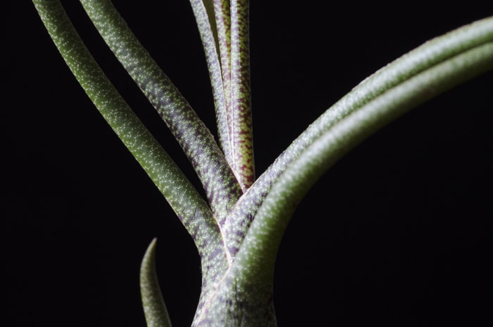 Air Plant 3 Pack - Wild Variety picture