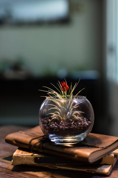 Dried Red Bud Terrarium Kit - Small - With Plant/Black Rocks picture