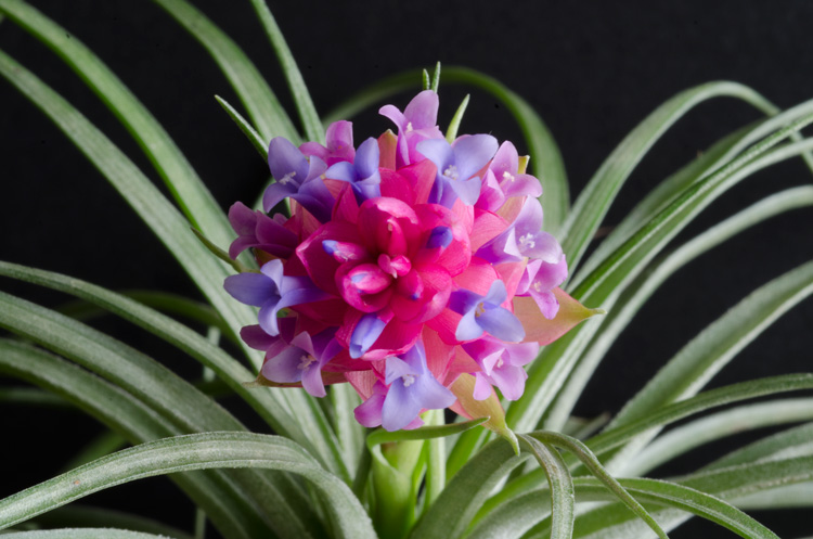 3 Blooming Stricta Air Plants picture