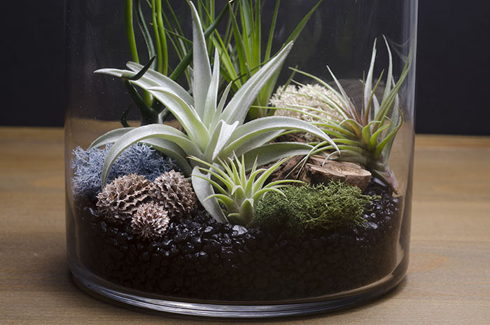 Artizan Terrarium Kit picture