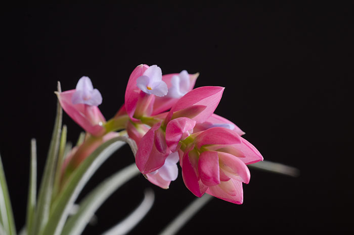 3 Blooming Stricta Air Plants picture