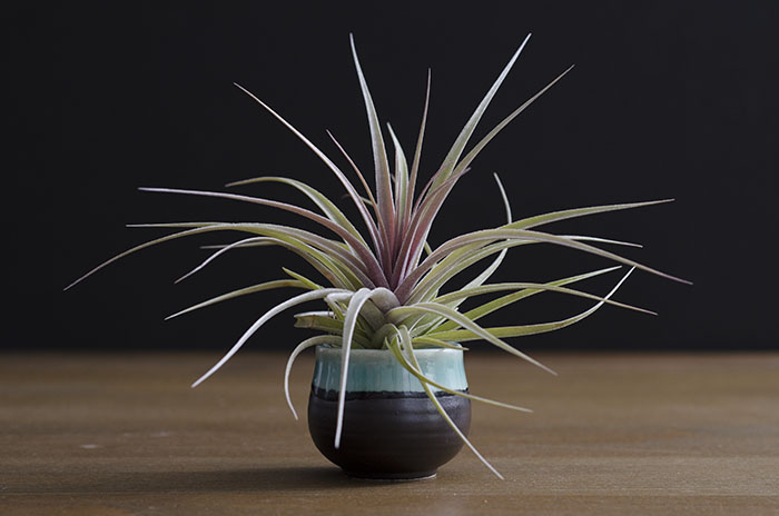 3 Blooming Stricta Air Plants picture