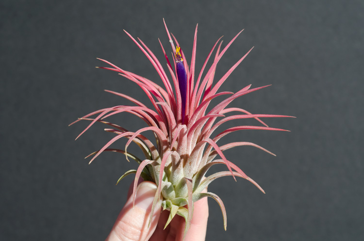 Ionantha Rubra - 3 Pack picture