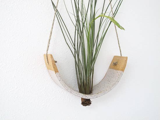 Air Plant Cradle "Buff" Large - With Plant picture