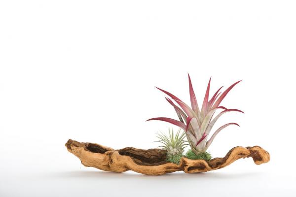 Air Plant Grapevine Wood Arrangement - Small picture