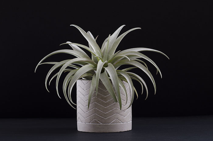 Concrete Planter "Chevron" - With Plant picture