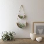 Air Plant Cradle "Buff" Small - With Plant