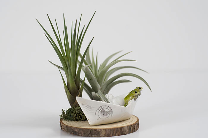 Folded Paper Boat Frog Arrangement picture