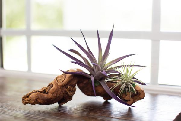 Air Plant Grapevine Wood Arrangement - Small picture