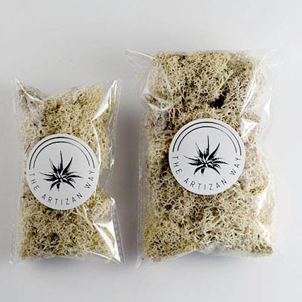 Preserved Reindeer Moss - Natural, Ivory picture