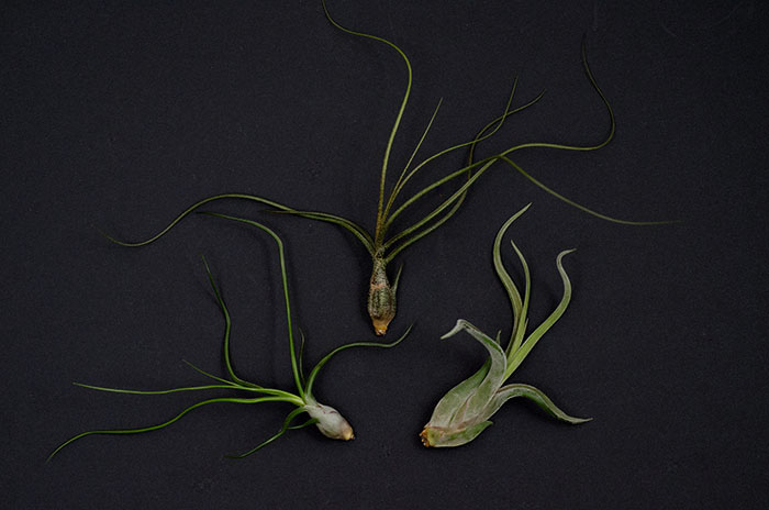 Air Plant 3 Pack - Wild Variety