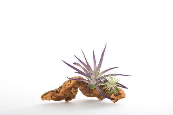 Air Plant Grapevine Wood Arrangement - Small picture