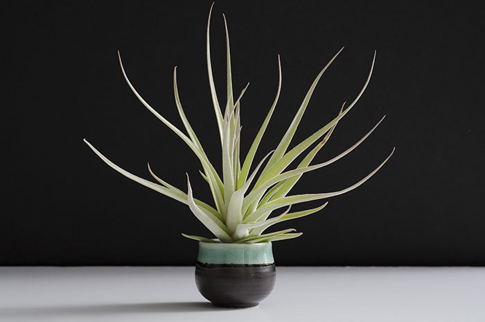 3 Blooming Stricta Air Plants picture