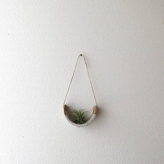 Air Plant Cradle "Buff" Small - With Plant picture