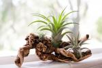 Air Plant Grapevine Wood Arrangement - Medium