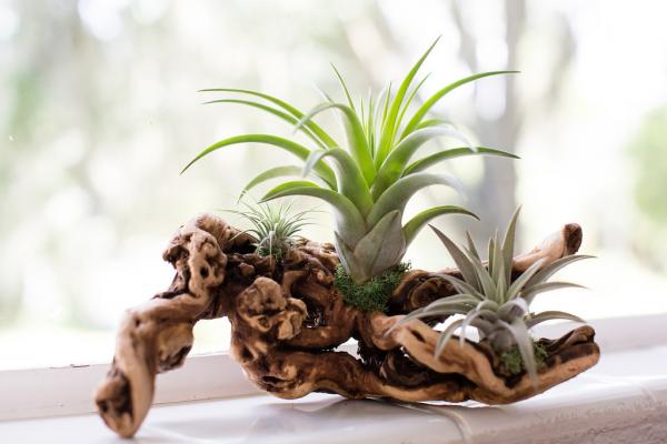 Air Plant Grapevine Wood Arrangement - Medium picture