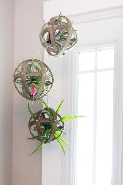 Wood Sphere Air Plant Hanger -  With Plant picture