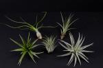 Natural Air Plant Mix - 5 pieces