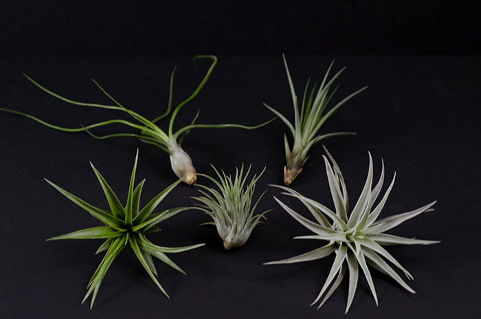 Natural Air Plant Mix - 5 pieces picture