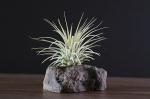 Lava Rock Display - With Plant