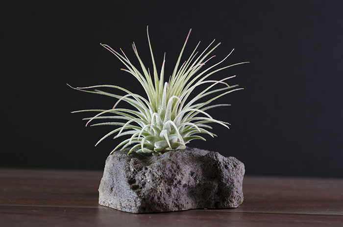 Lava Rock Display - With Plant picture