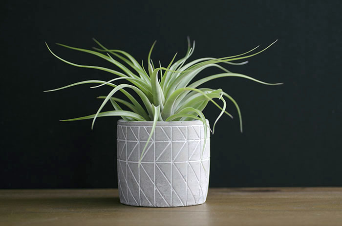 Concrete Planter "Geometric" - With Plant