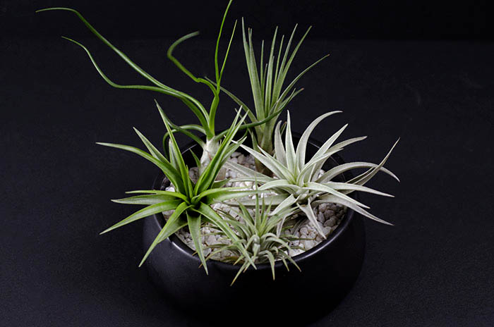 Natural Air Plant Mix - 5 pieces picture
