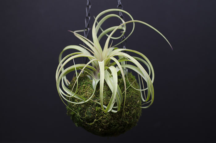 Kokedama Planter - With Plant picture