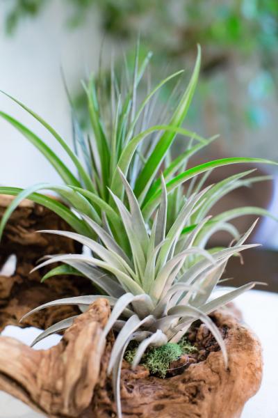 Air Plant Grapevine Wood Arrangement - Large picture